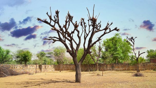 Acacia γυμνό δέντρο και μαύρα σύννεφα ουρανό. Γυμνό δέντρο της Ακακίας. Babool ή Acacia δέντρο χωρίς φύλλα με μπλε ουρανό φύση. Κοντινό πλάνο του δέντρου Acacia . - Φωτογραφία, εικόνα