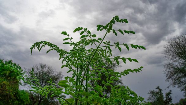 Verse mierikswortel of drumstokken bladeren in een close-up met wazige achtergrond. Moringa bladeren hebben vele voordelen voor de menselijke gezondheid - Foto, afbeelding
