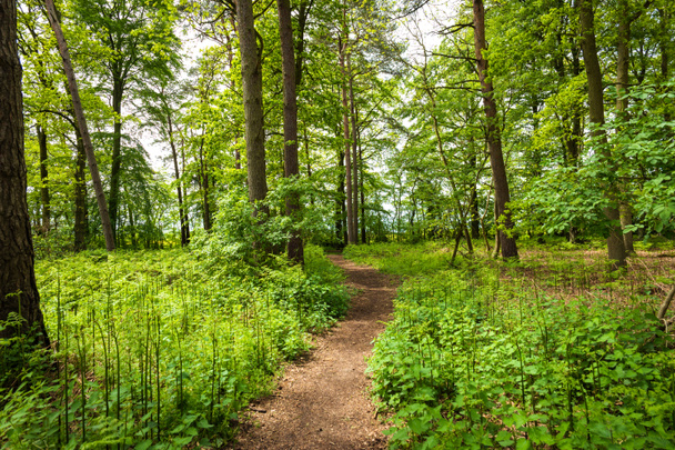 empty forest path on sunny day in england uk. - Zdjęcie, obraz
