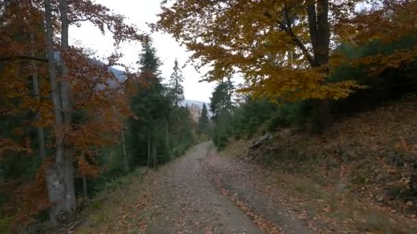 Un sentiero attraverso una foresta di abete - Filmati, video