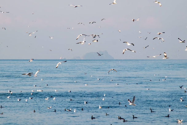 Stille See und Möwen fliegen am frühen Morgen - Foto, Bild