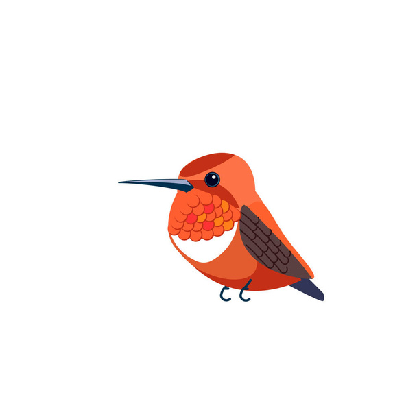 Der Rübenkolibri ist eine von sieben Arten der Gattung Selasphorus. Orange kleiner Vogel Cartoon flachen Stil schönen Charakter der Ornithologie, Vektorillustration isoliert auf weiß - Vektor, Bild