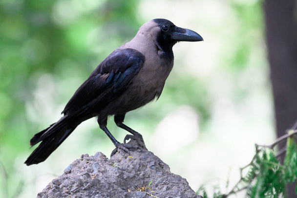 Черный ворон сидит на скале - Фото, изображение