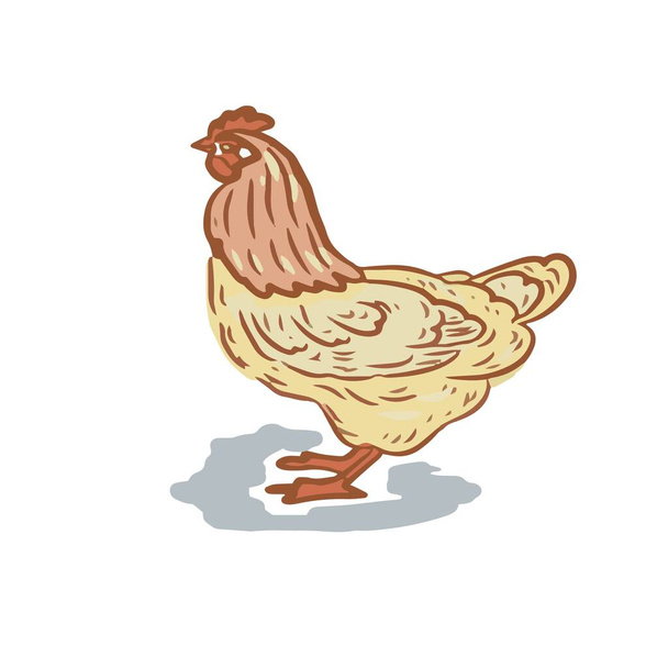 Aves hogar granja pollos patos gallos pavos vector gráfico ilustración dibujado a mano. Grabado color impresión productos textiles carne fondo - Vector, Imagen