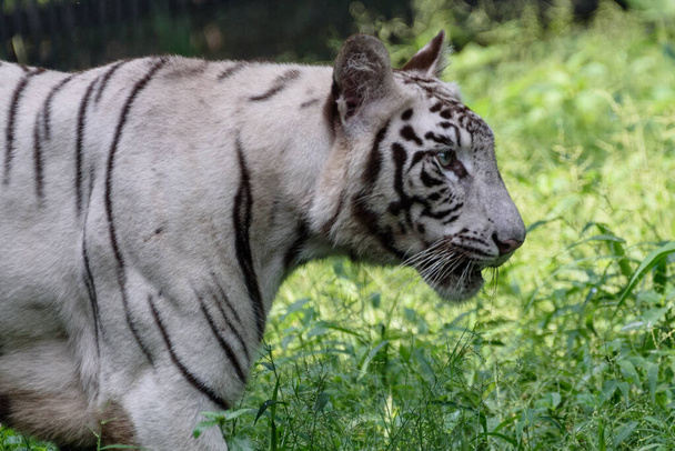 witte tijger in de dierentuin - Foto, afbeelding