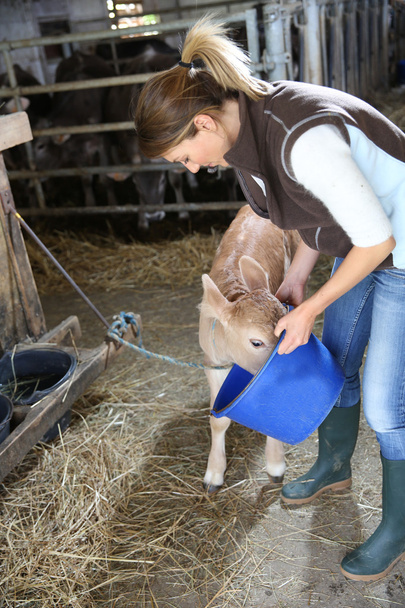 Woman breeder feeding cow - Valokuva, kuva
