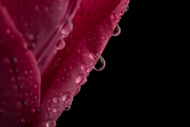 Macro view of a beautiful tulip flower on black. Spring background - Photo, image