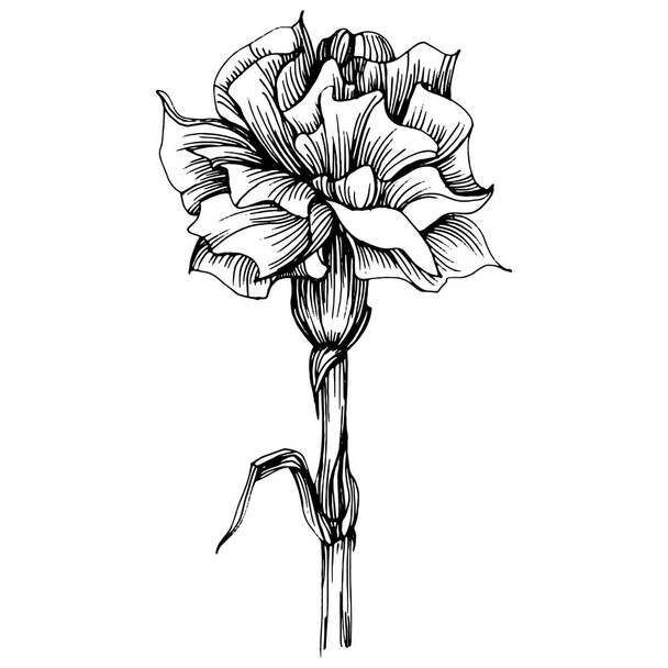 Carnation flower. Floral botanical flower. Isolated illustration element. Vector hand drawing wildflower for background, texture, wrapper pattern, frame or border. - Wektor, obraz