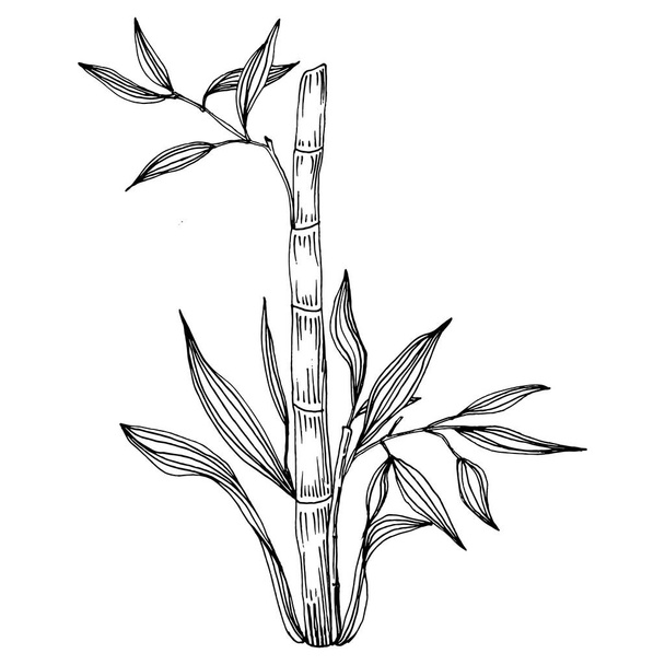 Bamboo plant by hand drawing sketch. Floral tattoo highly detailed in line art style. Black and white clip art isolated on white background. Antique vintage engraving illustration. - Vektör, Görsel