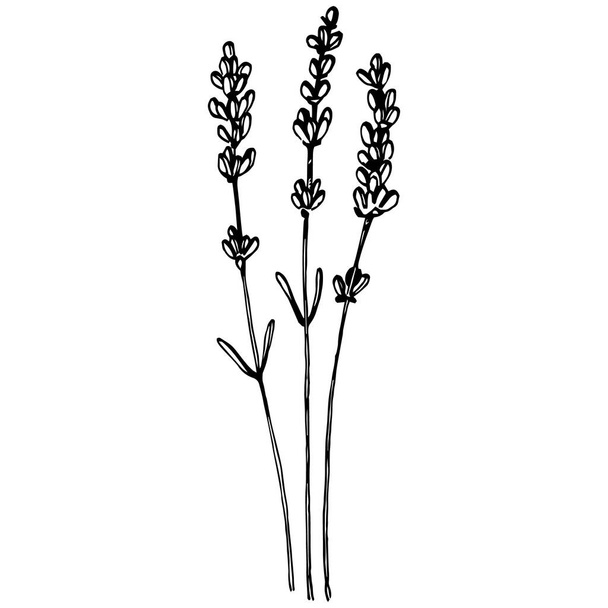 Lavendel botanische Blume. Handgezeichnetes Design von Hochzeitskraut, Pflanze und Monogramm mit eleganten Blättern für Einladungen speichern das Datumskartendesign. Rustikale trendige Vektorillustration - Vektor, Bild