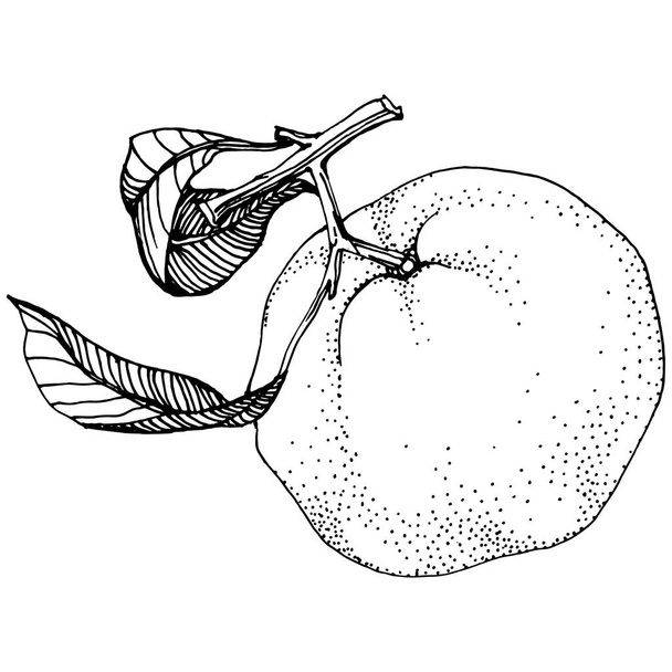 Mandarin sketch vector isolated. Hand drawn illustration fruit. Summer food engraved style retro. Detailed vintage vegetarian sketch. Great for your design  logo, emblem, label, poster, print, menu - Vector, imagen