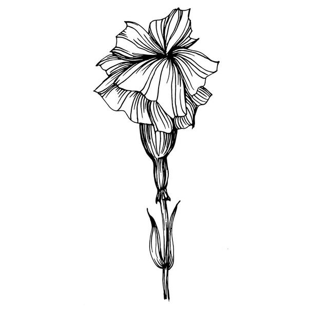 カーネーションの花。花の植物の花。孤立したイラスト要素。背景、テクスチャ、ラッパーパターン、フレームまたは境界線のためのベクトル手描きの野花. - ベクター画像