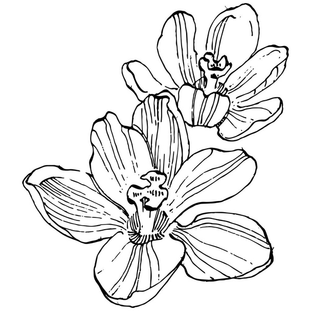 Иллюстрация векторного рисунка из крокуса, выделенного на белом фоне, рисунок из шафрана. Симпатичный ручной рисунок цветка в черном и белой плоскости на белом фоне. - Вектор,изображение