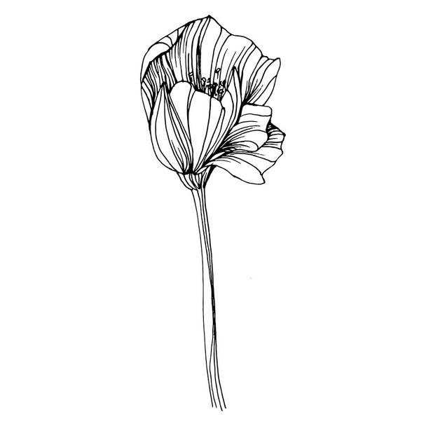 Mákvirág. Virágos botanikus virág. Elszigetelt illusztrációs elem. Vektor kézi rajz vadvirág háttér, textúra, csomagolás minta, keret vagy határ. - Vektor, kép