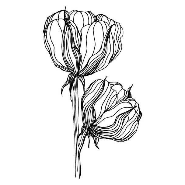 Cotton flower. Floral botanical flower. Isolated illustration element. Vector hand drawing wildflower for background, texture, wrapper pattern, frame or border. Delicate white fluffy cotton. - Vetor, Imagem