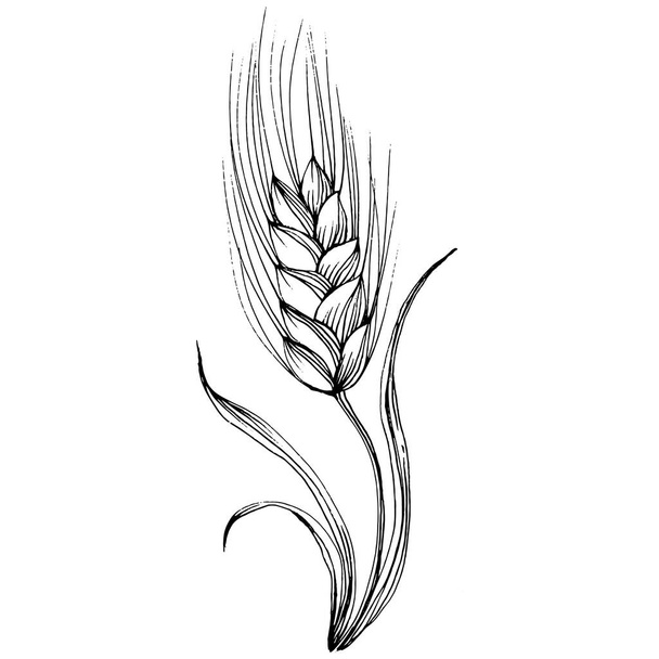 Ručně kreslené pšeničné uši. Rytina vintage ilustrační symbol ochrany a bezpečnosti. Starožitný vinobraní rytiny ilustrace pro log - Vektor, obrázek