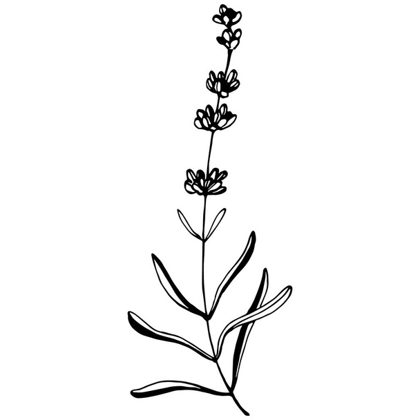 Lavendel botanische Blume. Handgezeichnetes Design von Hochzeitskraut, Pflanze und Monogramm mit eleganten Blättern für Einladungen speichern das Datumskartendesign. Rustikale trendige Vektorillustration - Vektor, Bild