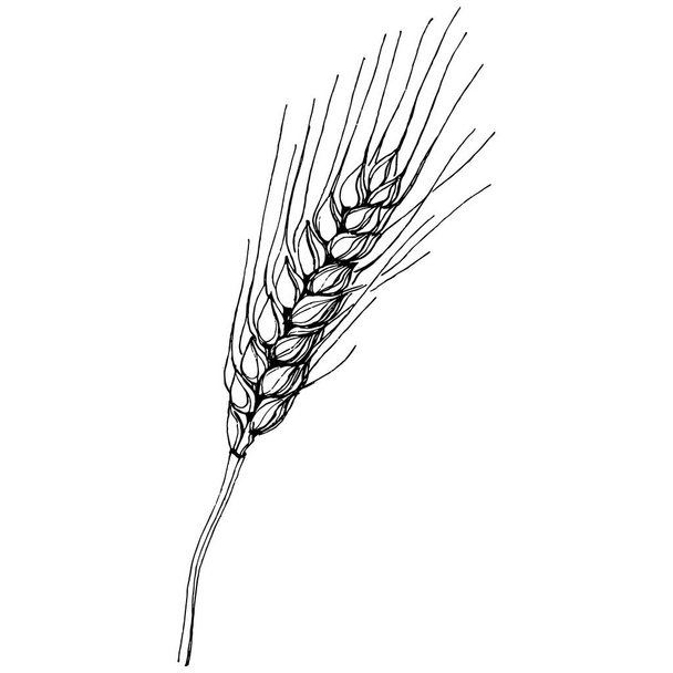 Малюнки пшеничних вух. Гравюра старовинної ілюстрації символ захисту і безпеки. Антикварна вінтажна гравюрна ілюстрація для журналу
 - Вектор, зображення