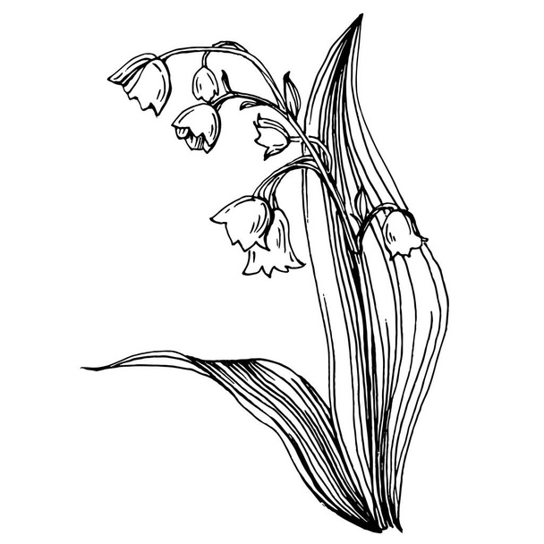 Lily of the valley by hand drawing. May-lily floral logo or tattoo highly detailed in line art style concept. Black and white clip art isolated. Antique vintage engraving illustration for emblem. - Vector, Image