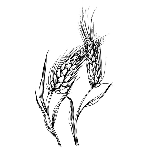 Малюнки пшеничних вух. Гравюра старовинної ілюстрації символ захисту і безпеки. Антикварна вінтажна гравюрна ілюстрація для журналу
 - Вектор, зображення