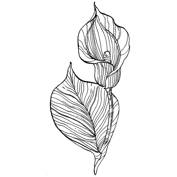 Τροπικό λουλούδι calla με το χέρι σχέδιο. Lilium floral λογότυπο ή τατουάζ ιδιαίτερα λεπτομερή σε γραμμή έννοια στυλ τέχνης. Ασπρόμαυρο κλιπ τέχνης απομονωμένο. Εικονογράφηση παλαιάς χαρακτικής για έμβλημα. - Διάνυσμα, εικόνα