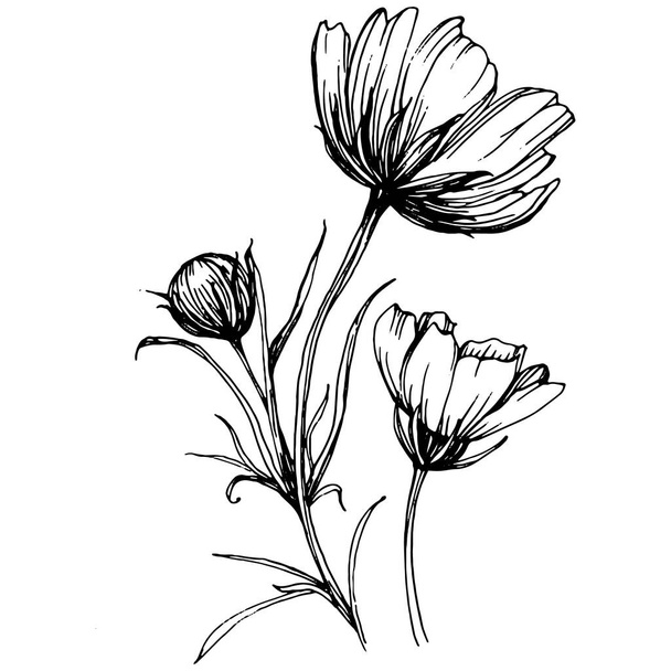 手描きでコスモスの花。コスモスの花のロゴやタトゥーは、ラインアートスタイルで非常に詳細です。黒と白のクリップアートは孤立した。エンブレムのためのアンティークヴィンテージ彫刻イラスト。漢方薬. - ベクター画像