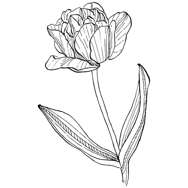 Tulip flower. Floral botanical flower. Isolated illustration element. Vector hand drawing wildflower for background, texture, wrapper pattern, frame or border. - Wektor, obraz