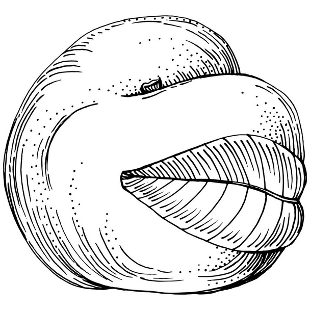 Peach sketch vector isolated. Hand drawn illustration fruit. Summer food engraved style retro. Detailed vintage vegetarian sketch. Great for your design  logo, emblem, label, poster, print, menu - ベクター画像