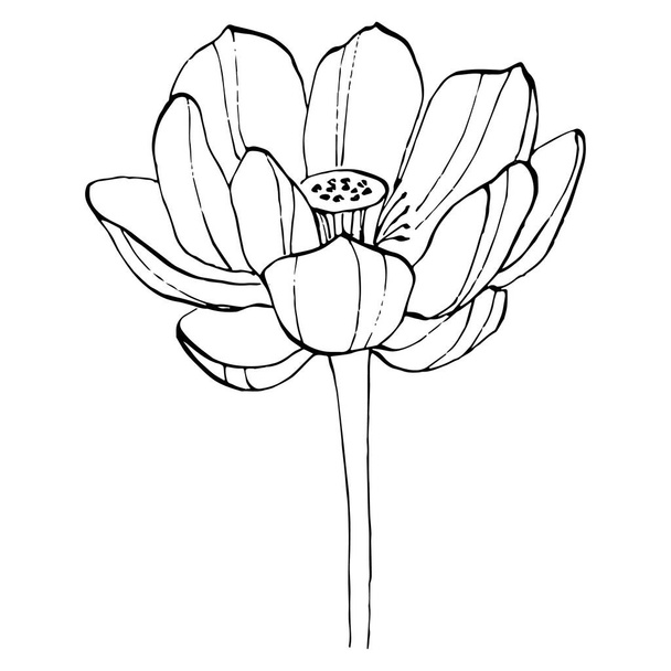 квітка лотоса. Квіткова ботанічна квітка. Ізольований елемент ілюстрації. Векторний малюнок рук дикий квітник для тла, текстури, візерунка обгортки, рамки або рамки
. - Вектор, зображення