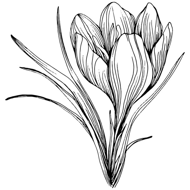 クロッカスやサフランの花。花の植物の花。孤立したイラスト要素。背景、テクスチャ、ラッパーパターン、フレームまたは境界線のためのベクトル手描きの野花. - ベクター画像