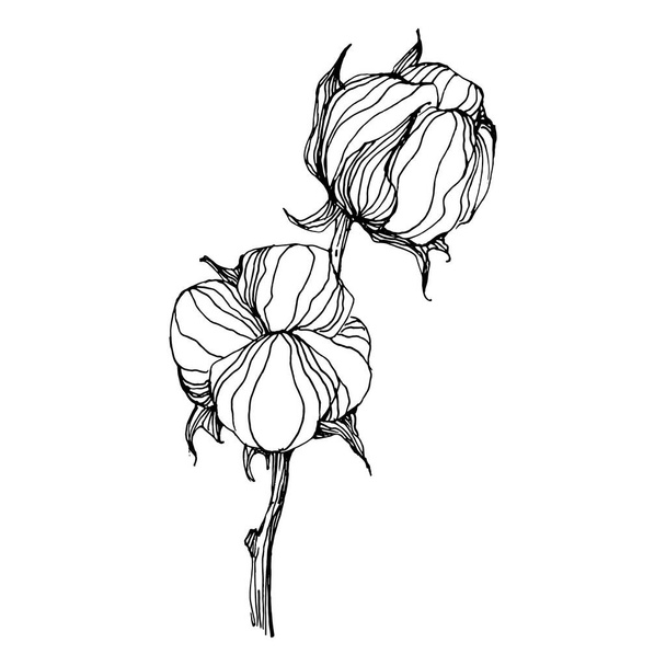 Gyapotvirág. Virágos botanikus virág. Elszigetelt illusztrációs elem. Vektor kézi rajz vadvirág háttér, textúra, csomagolás minta, keret vagy határ. - Vektor, kép
