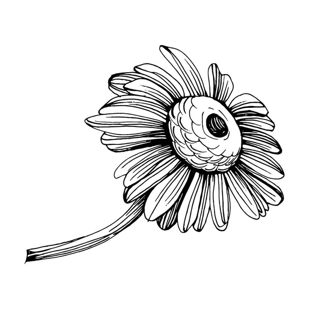 Kamille von Hand gezeichnet. Gänseblümchen - Vektor, Bild