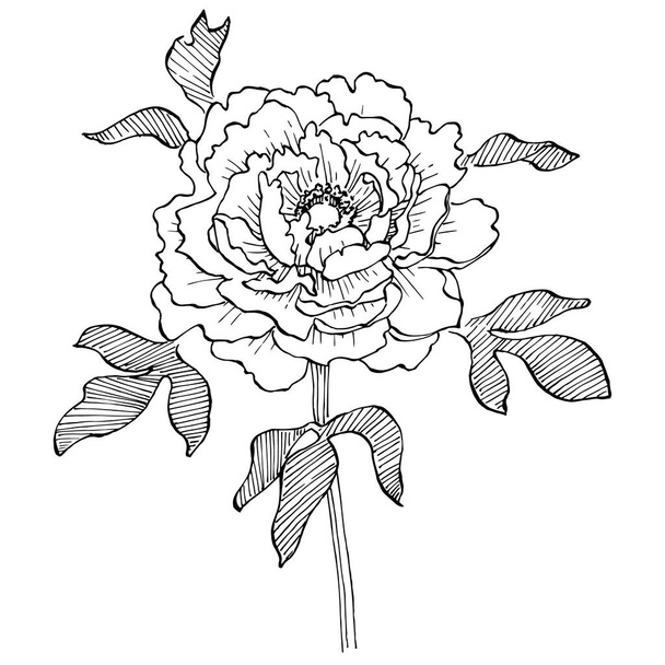 Pioenenbloem. Bloemen botanische bloem. Geïsoleerd illustratie-element. Vector hand tekening wilde bloem voor achtergrond, textuur, wrapper patroon, frame of rand. - Vector, afbeelding