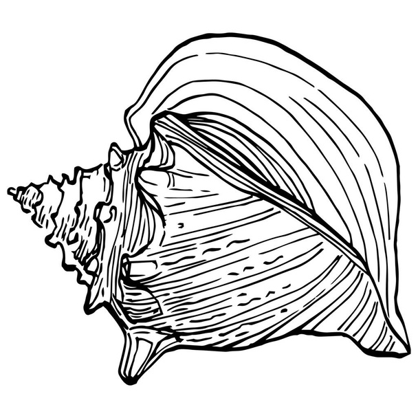 Hand drawn ocean shells isolated in black and white illustration. - ベクター画像