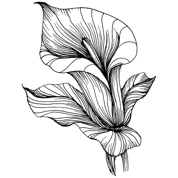 lelie van het Lilium met de hand getekend. Lilium bloemen logo of tatoeage zeer gedetailleerd in lijn kunst stijl concept. Zwart-wit clip art geïsoleerd. Antieke vintage gravure illustratie voor embleem. - Vector, afbeelding