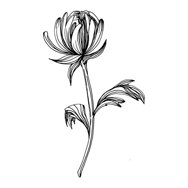 Chrysanthème à la main. Tatouage floral très détaillé dans le style line art. Concept de tatouage de fleur. Clip art noir et blanc isolé sur fond blanc. Illustration de gravure vintage antique. - Vecteur, image