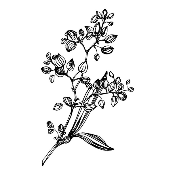 Eucalyptus leaves. Floral botanical flower. Isolated illustration element. Vector hand drawing wildflower for background, texture, wrapper pattern, frame or border. - Wektor, obraz