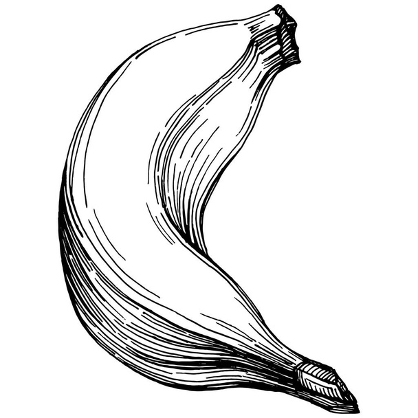 Ręcznie rysowany, odizolowany banan. Ilustracja wektora egzotyczne owoce.  - Wektor, obraz