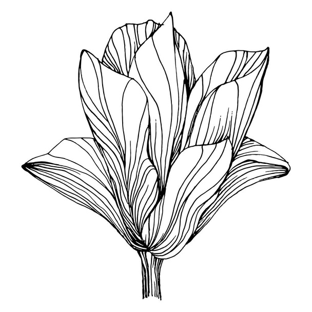 Magnolia virág. Virágos botanikus virág. Elszigetelt illusztrációs elem. Vektor kézi rajz vadvirág háttér, textúra, csomagolás minta, keret vagy határ. - Vektor, kép
