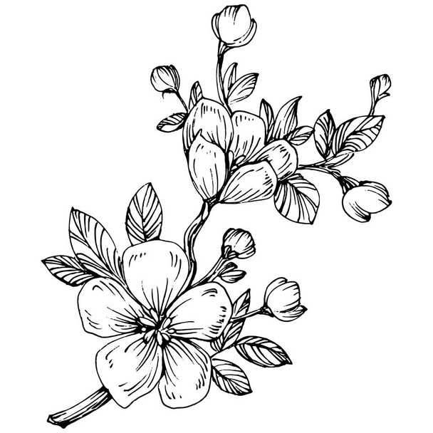 Sakura fiore. Fiore botanico floreale. Elemento di illustrazione isolato. Fiordaliso vettoriale disegnato a mano per sfondo, texture, motivo a involucro, cornice o bordo. - Vettoriali, immagini