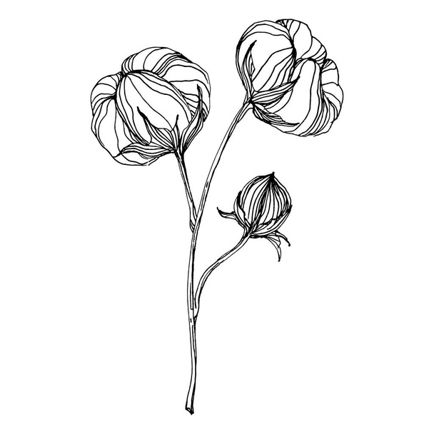 Cotton flower. Floral botanical flower. Isolated illustration element. Vector hand drawing wildflower for background, texture, wrapper pattern, frame or border. - Vektor, Bild