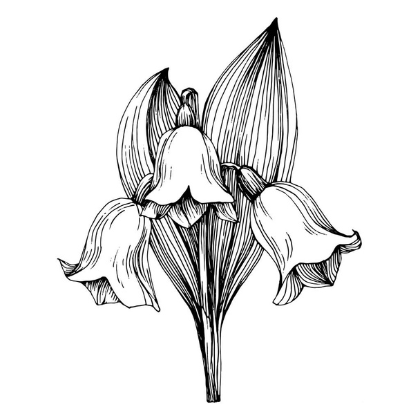 Lily of the valley by hand drawing. May-lily floral logo or tattoo highly detailed in line art style concept. Black and white clip art isolated. Antique vintage engraving illustration for emblem. - Διάνυσμα, εικόνα