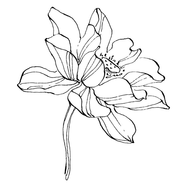 lotosový květ. Květinová botanická květina. Izolovaný ilustrační prvek. Vektorové ruční kreslení volně žijících květin pro pozadí, texturu, obalový vzor, rámeček nebo okraj. - Vektor, obrázek