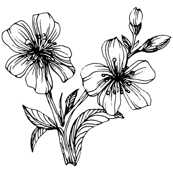 Sakura bloem. Bloemen botanische bloem. Geïsoleerd illustratie-element. Vector hand tekening wilde bloem voor achtergrond, textuur, wrapper patroon, frame of rand. - Vector, afbeelding