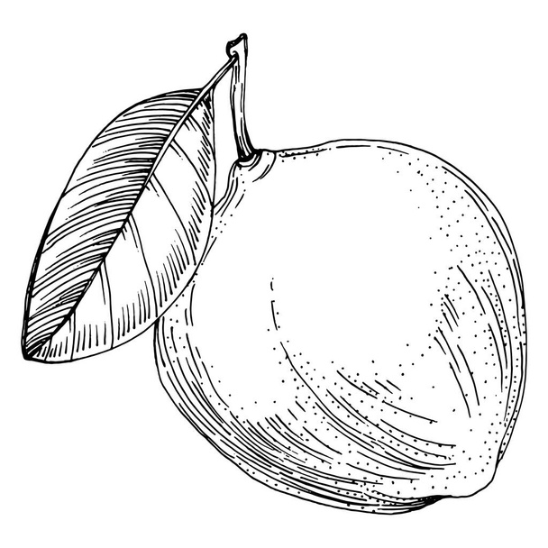 Kiwi vázlatos citrusgyümölcs dekoráció. Kézzel rajzolt kivi botanikai illusztrációk. Fekete-fehér vonal művészet elszigetelt fehér hátterű.  - Vektor, kép