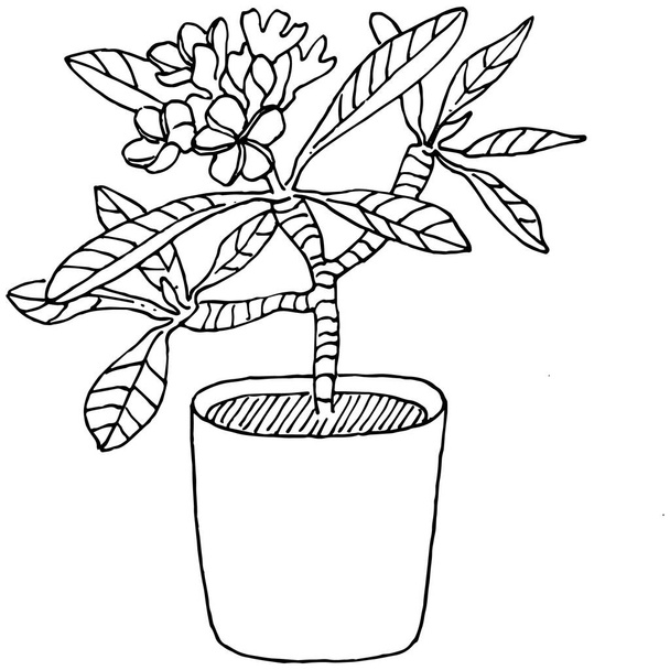 Home Planta em panelas esboço. Desenho esboço ilustração isolada de flores em crescimento em uma planta pendurada para decoração de casa ou escritório interior. Vetor de flores do jardim. - Vetor, Imagem
