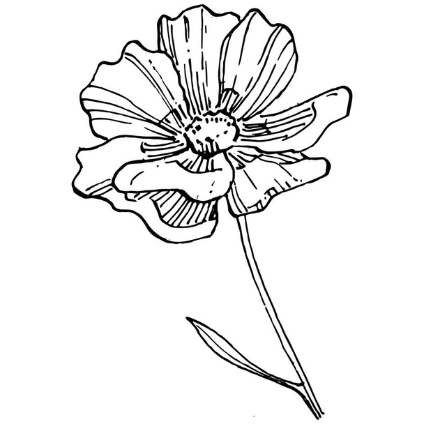Cosmos flower by hand drawing. Cosmos floral logo or tattoo highly detailed in line art style. Black and white clip art isolated. Antique vintage engraving illustration for emblem. Herbal medicine. - Vector, Imagen