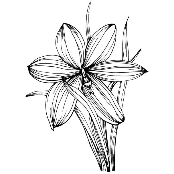 Crocus or saffron flower. Floral botanical flower. Isolated illustration element. Vector hand drawing wildflower for background, texture, wrapper pattern, frame or border. - Vector, afbeelding