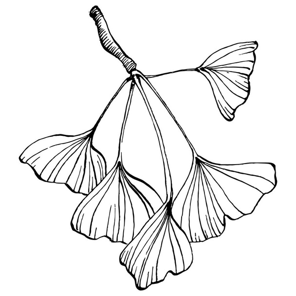 Трав'яна рослина Гінкго вручну малює ескіз. Квіткове татуювання дуже детально описано в стилі лінійного мистецтва. Чорно-білий кліпарт ізольовано на білому тлі. Антикварна вінтажна гравюрна ілюстрація для логотипу
 - Вектор, зображення