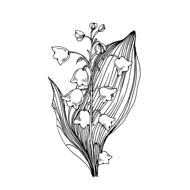Lily of the valley by hand drawing. May-lily floral logo or tattoo highly detailed in line art style concept. Black and white clip art isolated. Antique vintage engraving illustration for emblem. - Vektor, obrázek